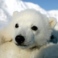 polar_bear-