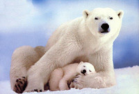 polar-bear-1