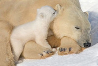 polar-bear-