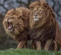 lions 3