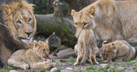 lion-famille