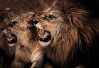 Lions-