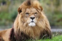 lion-