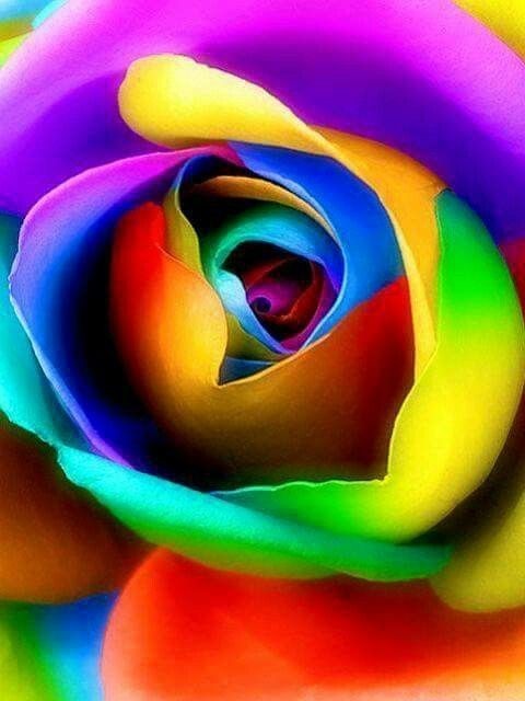 rainbow-flowers-