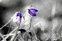 -iris-violet