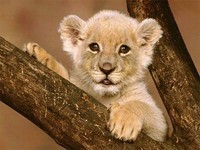 baby Lion