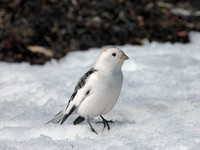 les-oiseaux-en-hiver 3