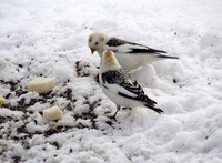 les-oiseaux-en-hiver-(2)