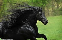 le plus beau cheval