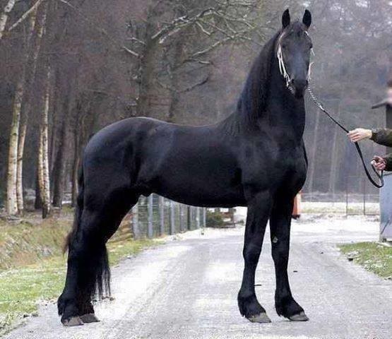 Cheval Noir Les Plus Beaux Chevaux Jeweid Photos Club Doctissimo Cheval Noir Les Plus Beaux Chevaux Jeweid Photos Club Doctissimo