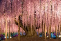plus-beau-arbre-monde-japon-