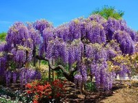-wisteria-tree-purple-trees