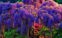 Blue-and-Pink-Wisteria-