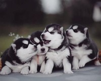 puppy-husky-siberian