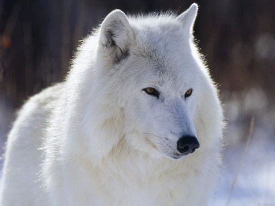 loups blanc