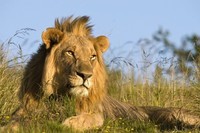 tanzanie-lion