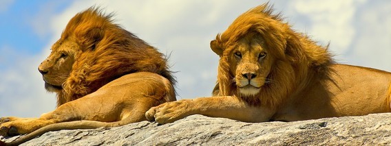 -lions