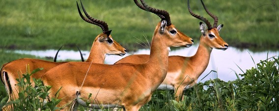 antilopes-1