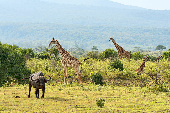Girafes-Tanzanie