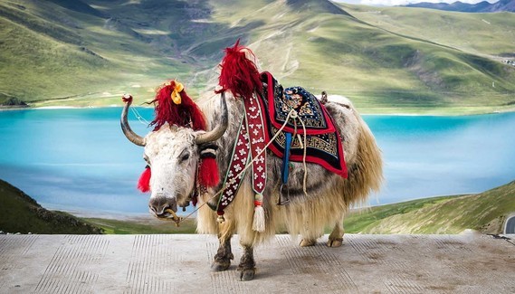 tibet (2)