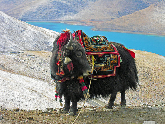 -Yak_in_Tibet-1