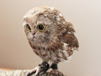 owl-cat16