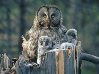 the_great_grey_owl21
