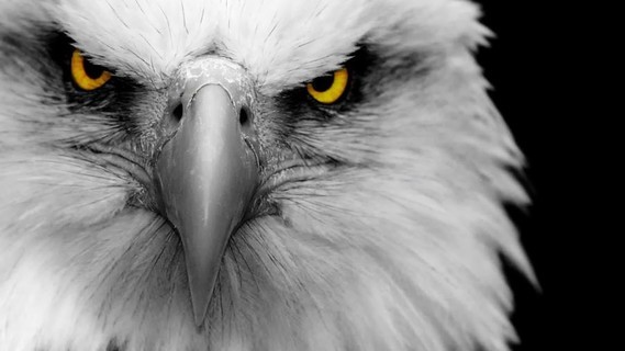 eagle-face-white