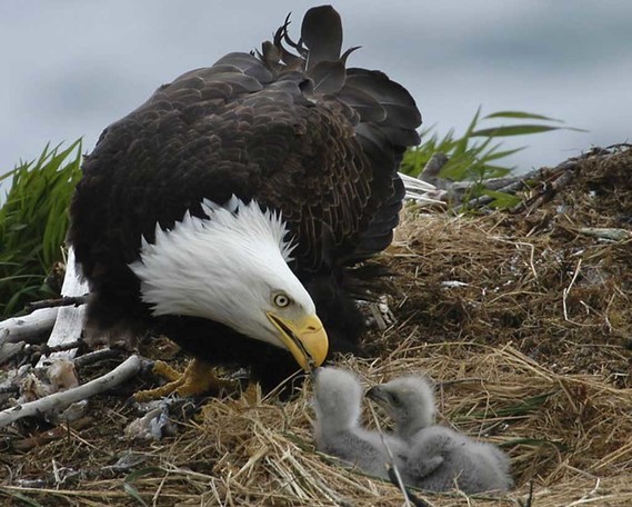 bald-eagles-with-baby