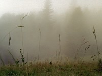 brouillard (3)