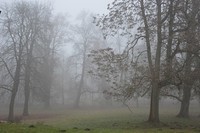 fog-1883809_960_720