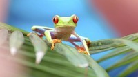 grenouille-rainette-yeux-rouges-Costa-Rica