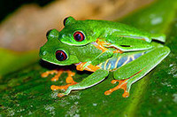 Red-eyed_Tree_Frog_(Agalychnis_callidryas)_mating_pair
