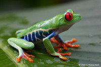 red-eyed-treefrog-agalychnis-callidryas
