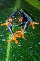 red-eyed-tree-frog-agalychnis