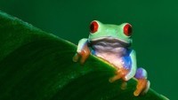 Red-Eyed-Tree-Frog