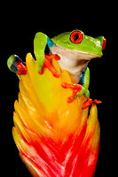 Red-Eye-Treefrog-