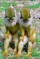 -monkeys-animals-cutest-animals