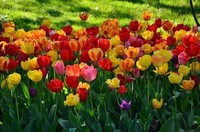 -des-tulipes