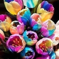 tulip-bulbes-graines-