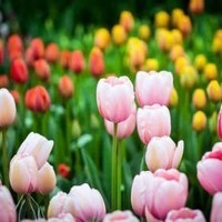 tulipe-