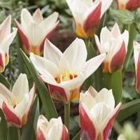 tulipe-botanique-ancilla