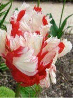 tulipe-perroquet-