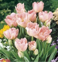 tulipe-a-fleurs-de-pivoines-angelique
