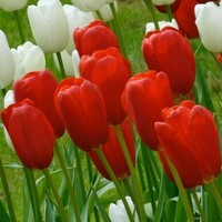 tulipe-simple-