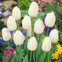 tulipe_simple_h