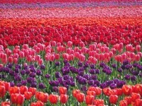 tulip_field_by_kitsunekari
