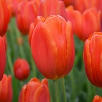 tulipe-triomphe-haute-orange-cassini