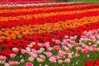 hollande-champ-de-tulipes-