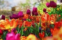Tulipes-dans-Central-Park